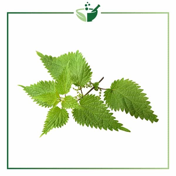 Nettle Infused Oil 